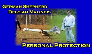 personal protection dog k9 for sale