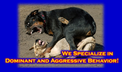 Dominant Aggressive Dog Behavior Problems