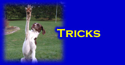 Trick Dog Training
